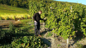 В Швейцарии органическое производство винограда переживает бум